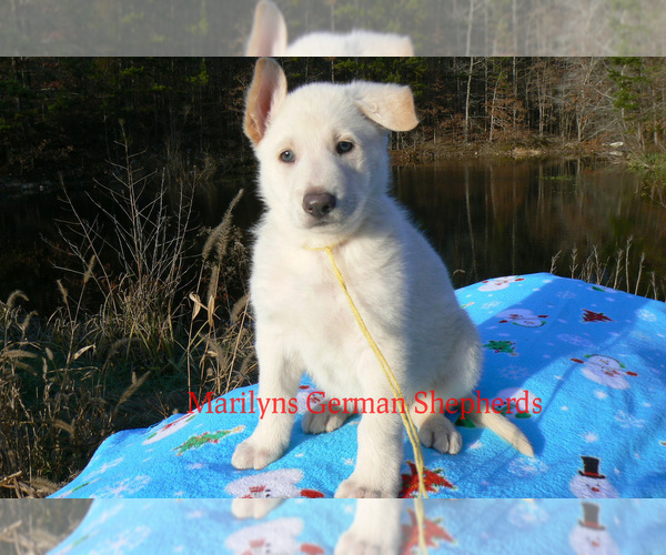 Medium Photo #6 German Shepherd Dog Puppy For Sale in PIEDMONT, MO, USA