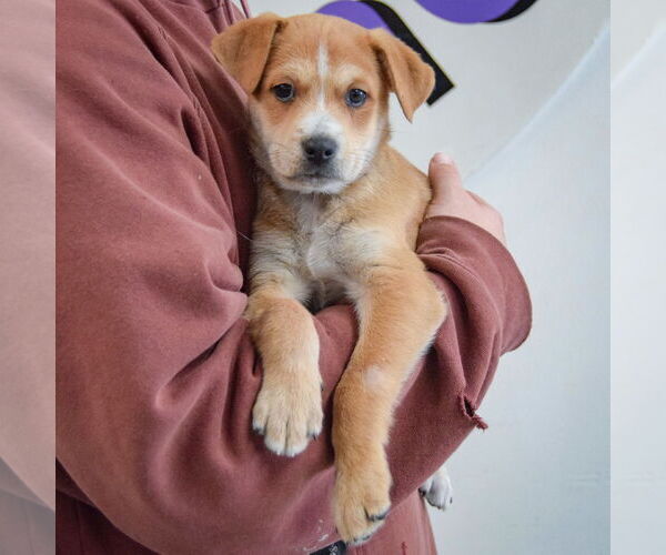 Medium Photo #3 German Shepherd Dog-Unknown Mix Puppy For Sale in Huntley, IL, USA