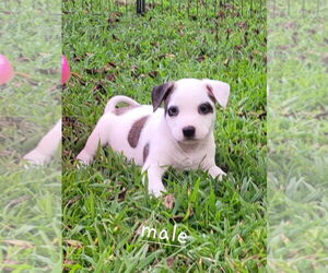American Pit Bull Terrier-American Staffordshire Terrier Mix Dogs for adoption in Wenonah, NJ, USA