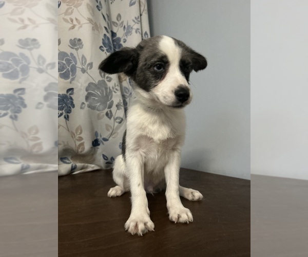 Medium Photo #24 Cockapoo (Miniature) Puppy For Sale in DURHAM, CT, USA