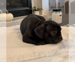 Small Photo #53 French Bulldog Puppy For Sale in GIG HARBOR, WA, USA