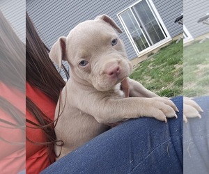 American Bully Puppy for sale in WEST MILTON, OH, USA
