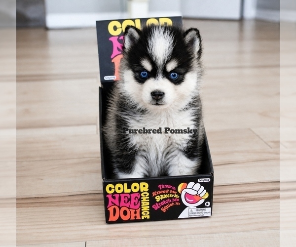Medium Photo #2 Pomsky Puppy For Sale in KANSAS CITY, MO, USA