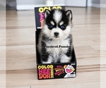 Small #1 Pomsky