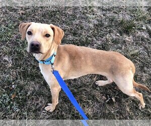 Labrador Retriever-Unknown Mix Dogs for adoption in Millersville, MD, USA