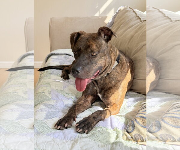 Medium Photo #3 Mutt Puppy For Sale in Rockaway, NJ, USA
