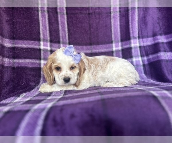 Medium Photo #7 Cocker Spaniel Puppy For Sale in LAKELAND, FL, USA