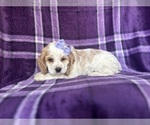 Small #6 Cocker Spaniel