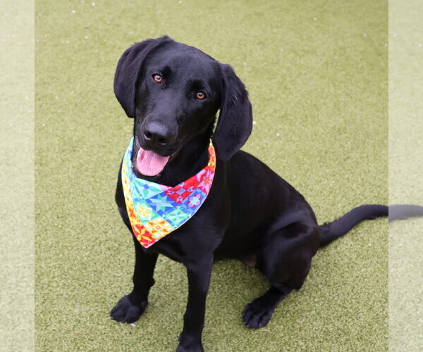 Medium Photo #1 Mutt Puppy For Sale in Rockaway, NJ, USA