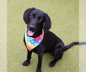 Mutt Dogs for adoption in Rockaway, NJ, USA