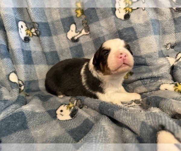 Medium Photo #17 Australian Shepherd Puppy For Sale in EUSTIS, FL, USA