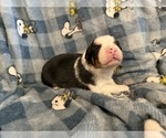 Small Photo #17 Australian Shepherd Puppy For Sale in EUSTIS, FL, USA