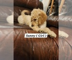 Puppy Sunny Goldendoodle
