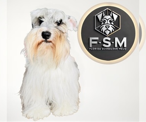 Father of the Schnauzer (Miniature) puppies born on 07/07/2025