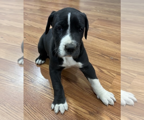 Medium Photo #9 Great Dane Puppy For Sale in MAYSVILLE, KY, USA