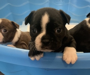 Boston Terrier Puppy for sale in HUNT CITY, IL, USA