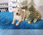 Small Photo #13 Goldendoodle mix (+ Poodle Toy) Puppy For Sale in BLACK FOREST, CO, USA