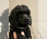 Small Photo #2 Poodle (Miniature) Puppy For Sale in ZEBULON, GA, USA