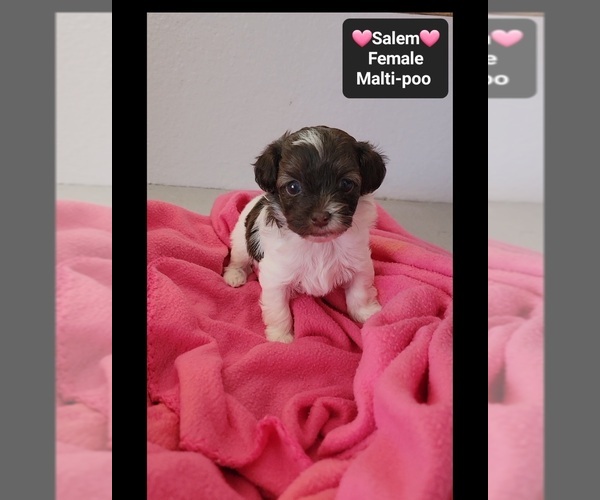 Medium Photo #2 Maltipoo (Toy) Puppy For Sale in TUCSON, AZ, USA