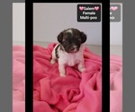 Small #1 Maltipoo (Toy)