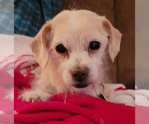 Dachshund-Unknown Mix Dogs for adoption in Mundelein, IL, USA
