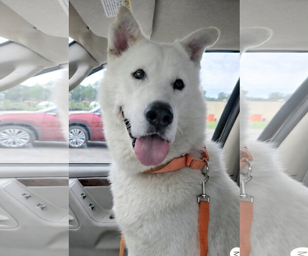 Medium Photo #2 Siberian Husky-Unknown Mix Puppy For Sale in Severn, MD, USA