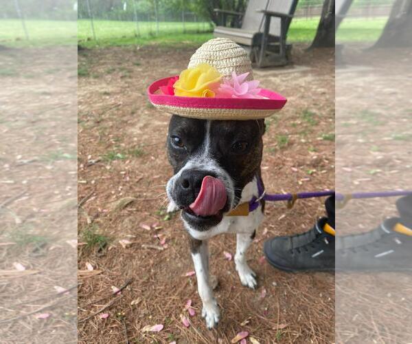 Medium Photo #3 Boston Terrier-Boxer Mix Puppy For Sale in Front Royal, VA, USA