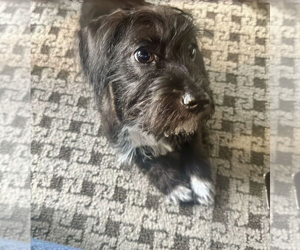 Medium Photo #8 Mutt Puppy For Sale in Houston, TX, USA