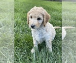 Puppy Green Male Poodle (Standard)