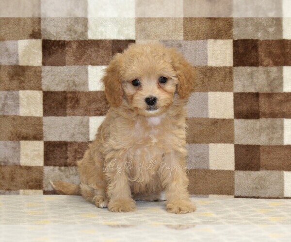 Medium Photo #3 Bernedoodle (Miniature)-Cavapoo (Miniature) Mix Puppy For Sale in DENVER, PA, USA