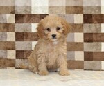 Small #2 Bernedoodle (Miniature)-Cavapoo (Miniature) Mix
