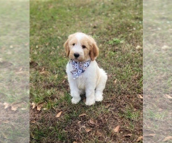Medium Photo #12 Goldendoodle Puppy For Sale in CHESNEE, SC, USA