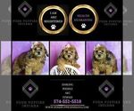 Small Photo #11 Poodle (Toy) Puppy For Sale in WARSAW, IN, USA