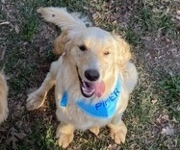 Medium Photo #1 Golden Retriever Puppy For Sale in MCCOMB, MS, USA
