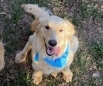 Small Photo #1 Golden Retriever Puppy For Sale in MCCOMB, MS, USA