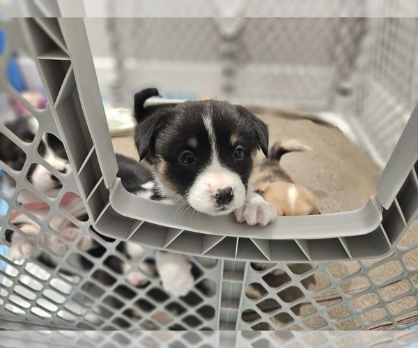 Medium Photo #5 American Corgi Puppy For Sale in JEFFERSON, GA, USA