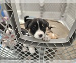 Small Photo #16 American Corgi Puppy For Sale in JEFFERSON, GA, USA