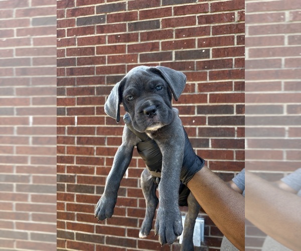 Medium Photo #1 Cane Corso Puppy For Sale in ALLEN, TX, USA