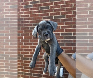 Cane Corso Puppy for sale in ALLEN, TX, USA
