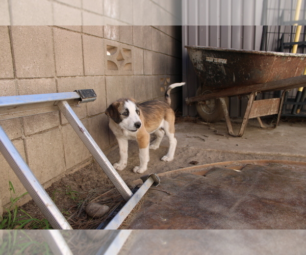 Medium Photo #3 Border-Aussie Puppy For Sale in CAMARILLO, CA, USA