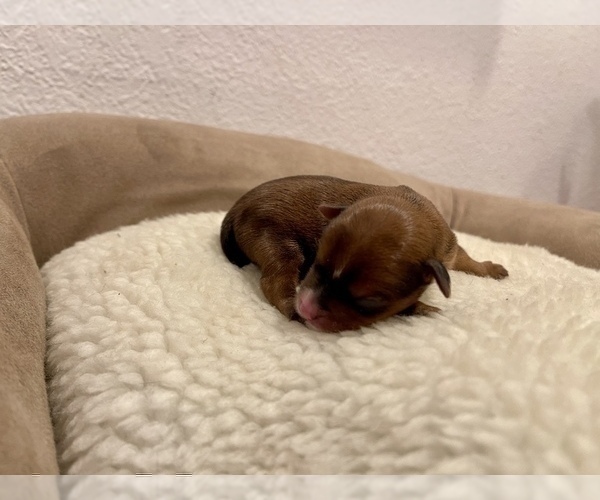Medium Photo #5 Yorkshire Terrier Puppy For Sale in HAYWARD, CA, USA