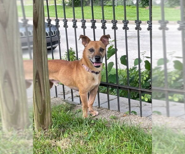Medium Photo #4 Jack Russell Terrier-Unknown Mix Puppy For Sale in Doylestown, PA, USA