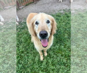 Golden Retriever Dogs for adoption in Pacolet, SC, USA