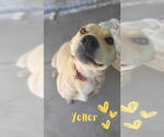 Small #1 Labrador Retriever Mix