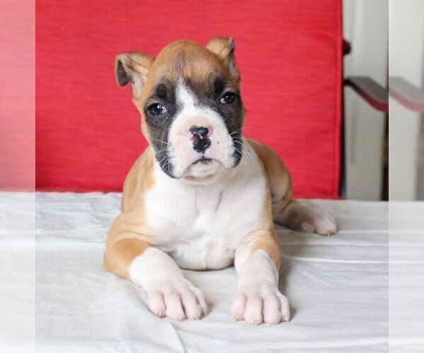 Medium Photo #3 Boxer Puppy For Sale in BIRD IN HAND, PA, USA