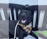 Small #1 Labrador Retriever Mix