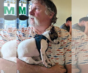 Panic at the Disco #1 - Male Chipin Dog for Adoption - Photo #4