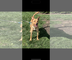Small #4 Labrador Retriever Mix