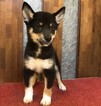 Small Photo #2 Shiba Inu Puppy For Sale in NEW YORK, NY, USA