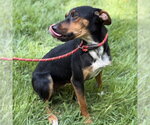 Small #2 German Pinscher